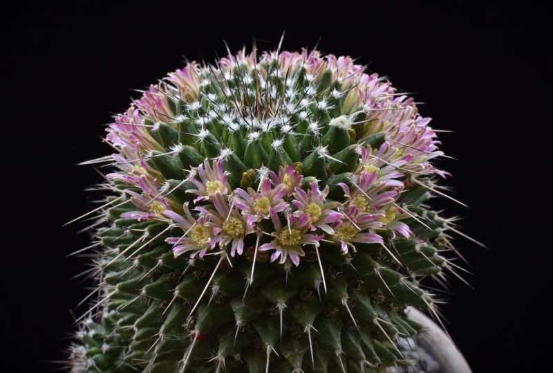 Mammillaria carnea PN 80