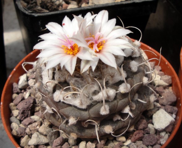 Turbinicarpus polaskii 