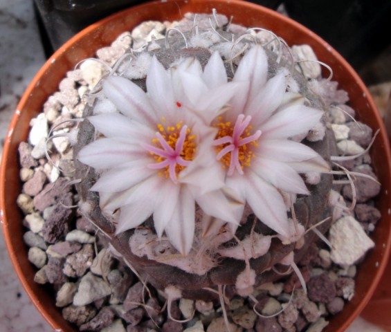 Turbinicarpus polaskii 