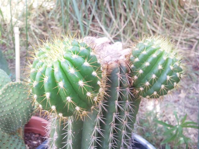 Trichocereus candicans 