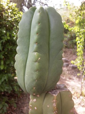 Trichocereus scopulicola 