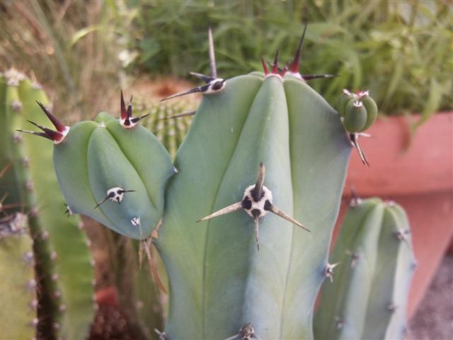 Myrtillocactus geometrizans 