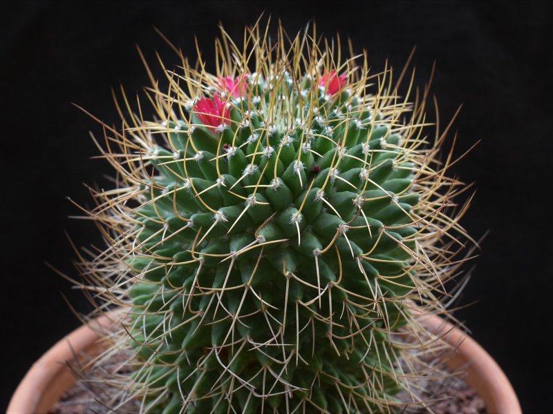 Mammillaria polythele ssp. obconella CD 12/052