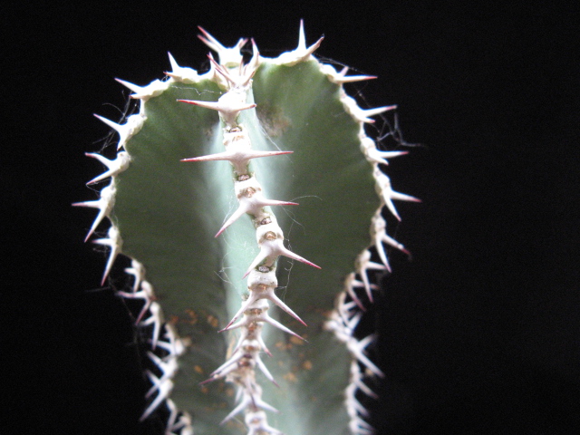 Euphorbia polyacantha 