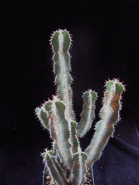 Euphorbia polyacantha 