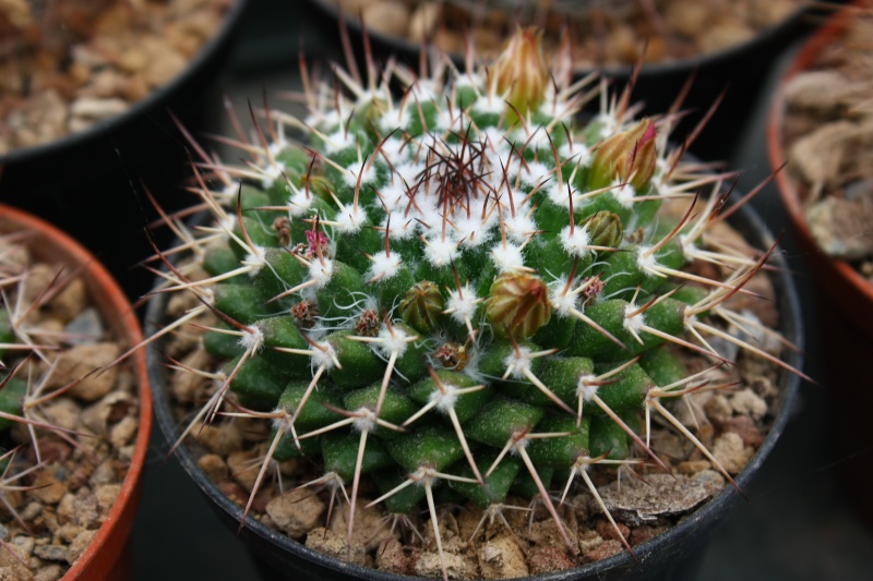 Mammillaria polyedra ML 346