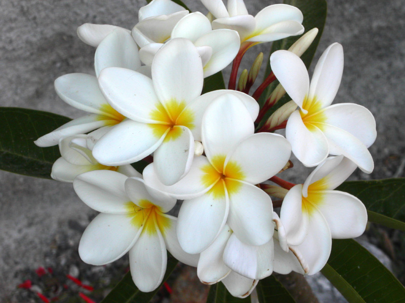 plumeria acutifolia