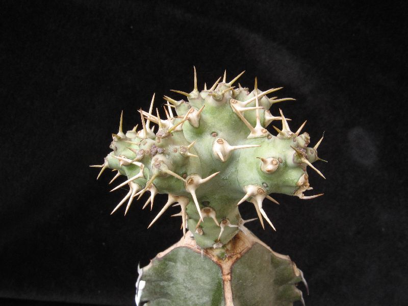 Euphorbia ponderosa 