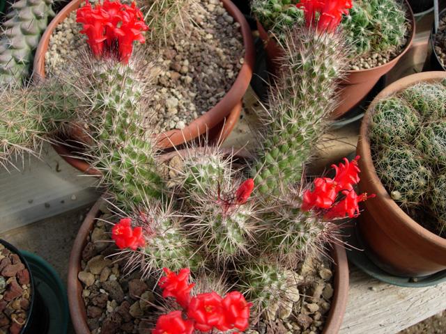 Mammillaria pondii ssp. maritima 