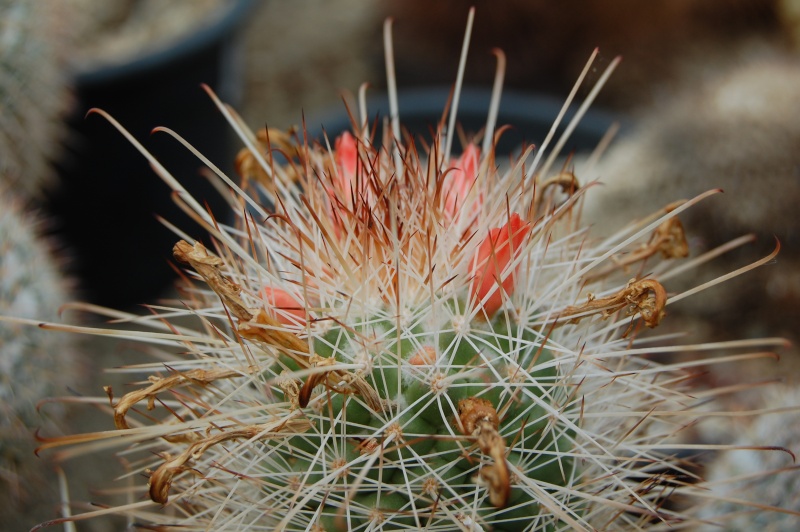 Mammillaria pondii ssp. setispina 