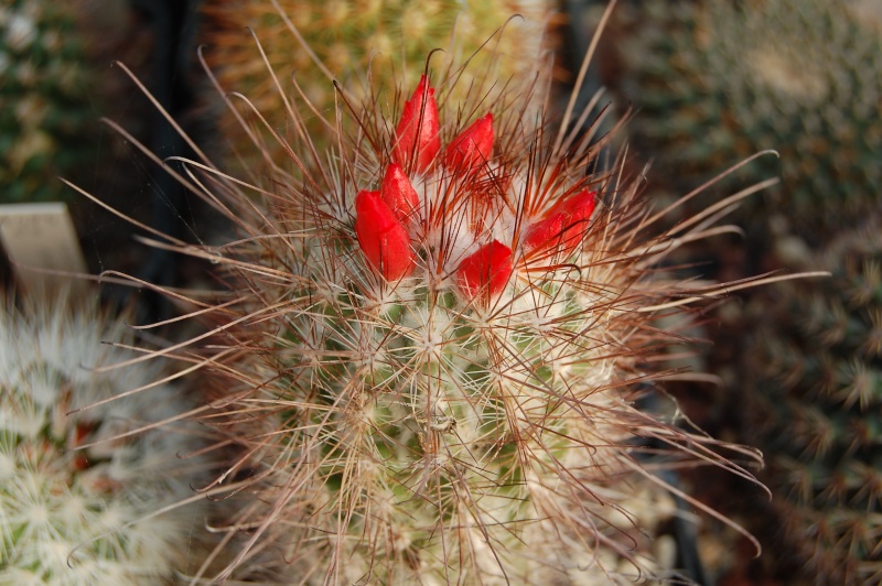 Mammillaria pondii 