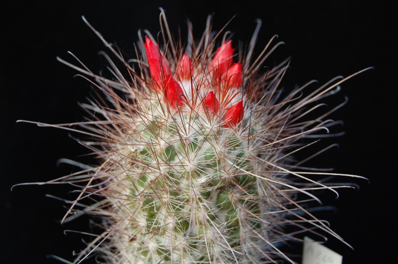 Mammillaria pondii 