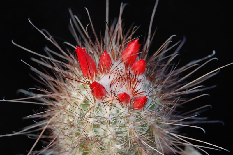 Mammillaria pondii 