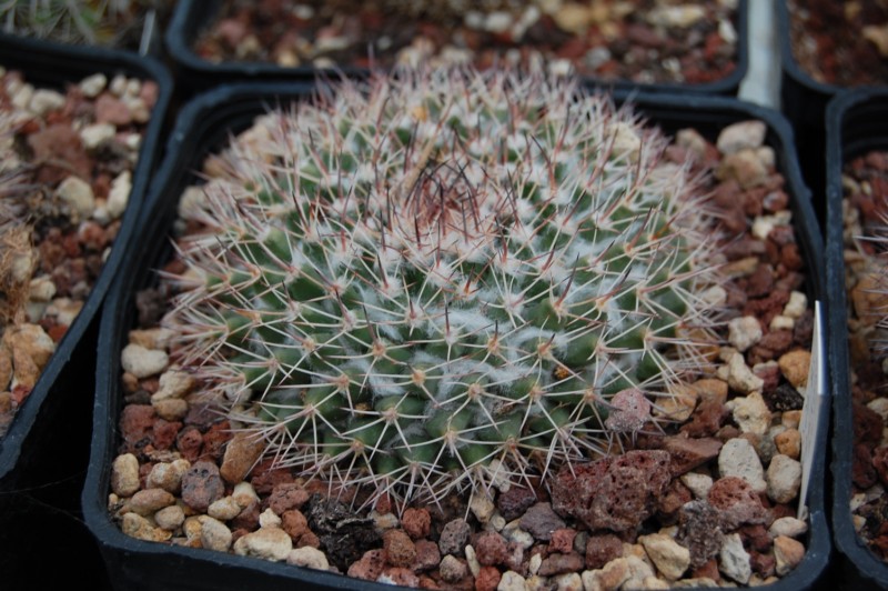 Mammillaria petrophila ssp. baxteriana SB 1255