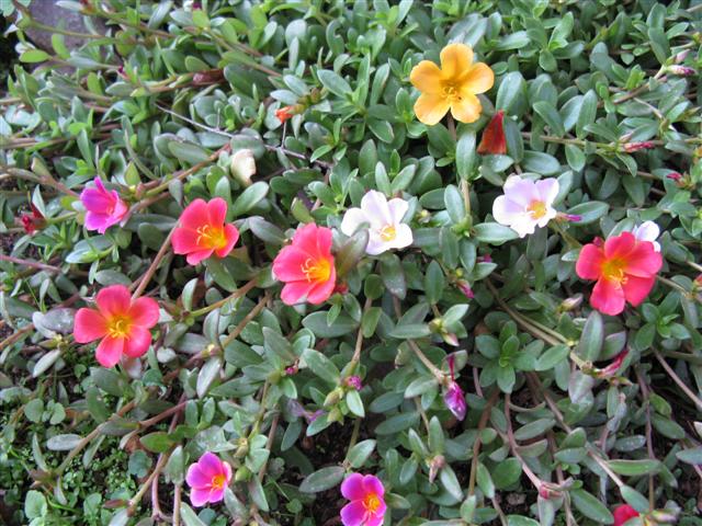 Portulaca grandiflora 