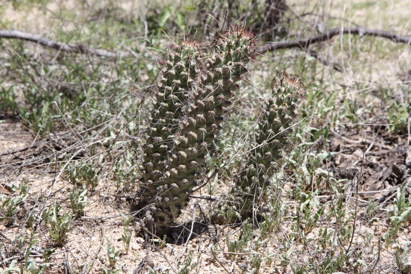 Mammillaria poselgeri 