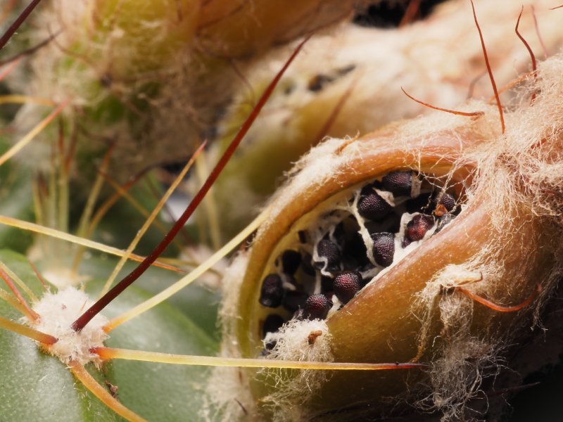 Notocactus ottonis 