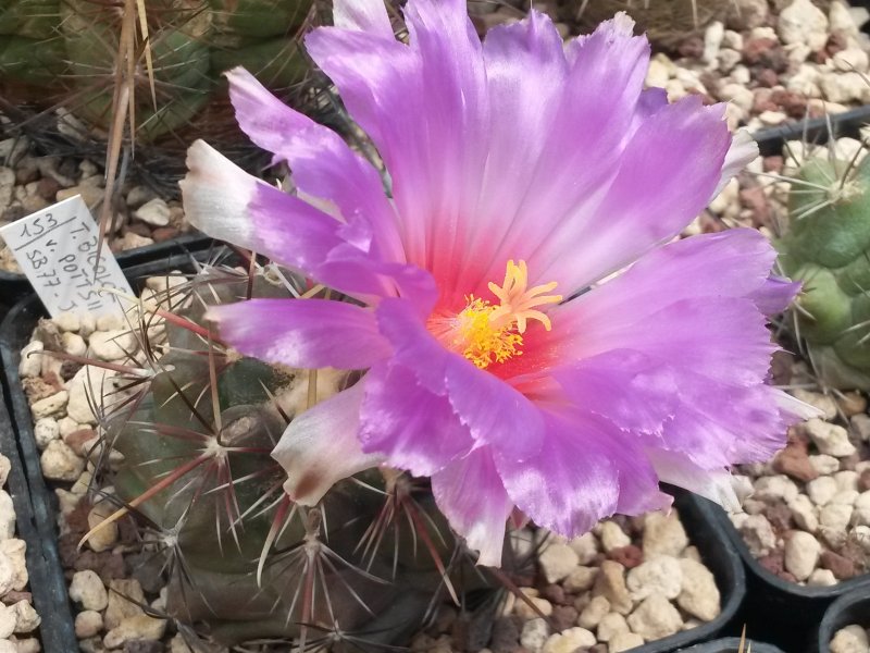 Thelocactus bicolor v. pottsii SB 77