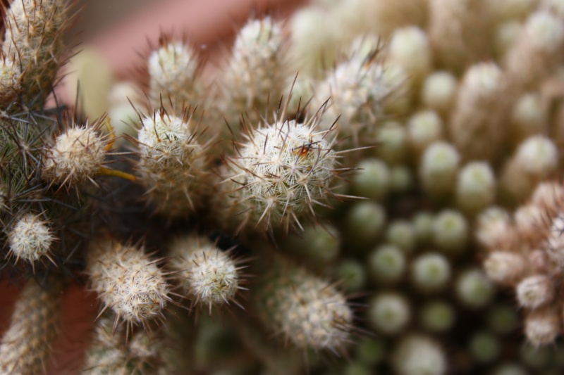 Mammillaria pottsii v. multicaulis SB 1062