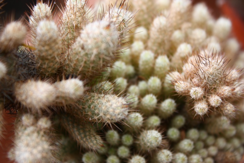 Mammillaria pottsii v. multicaulis SB 1062