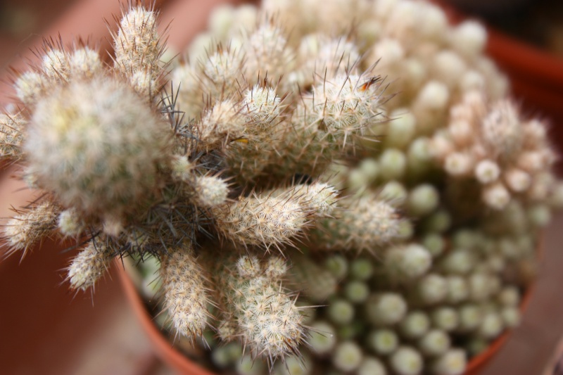 Mammillaria pottsii v. multicaulis SB 1062