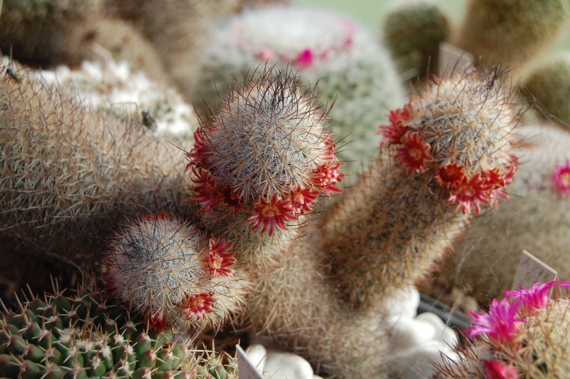 Mammillaria pottsii SB 429