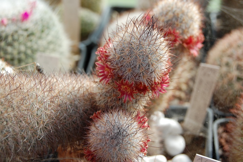 Mammillaria pottsii SB 429