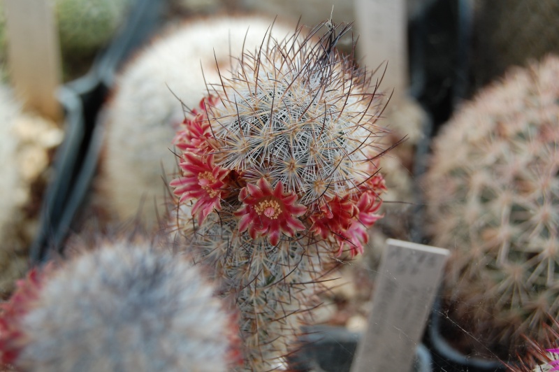 Mammillaria pottsii SB 429