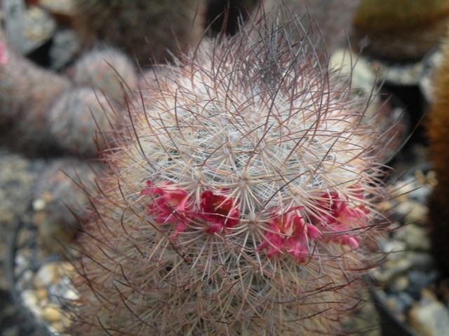 Mammillaria pottsii sb102