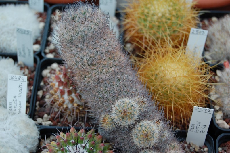 Mammillaria pottsii Z 46