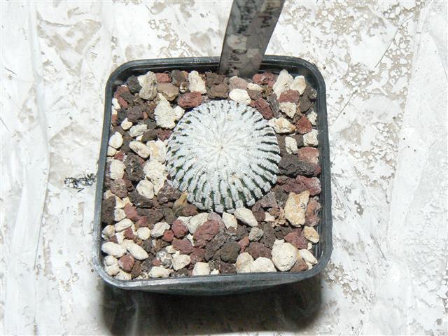 Turbinicarpus pseudopectinatus 