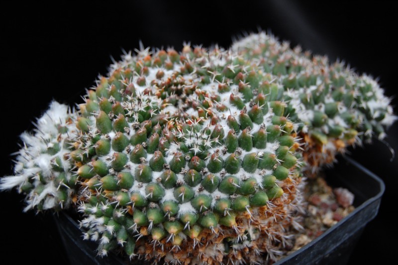 Mammillaria priessnitzii Z 100