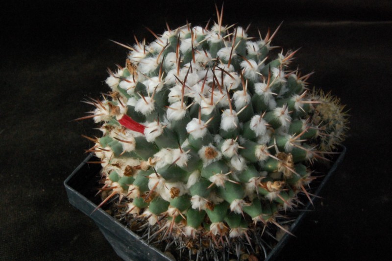 Mammillaria priessnitzii Z 97