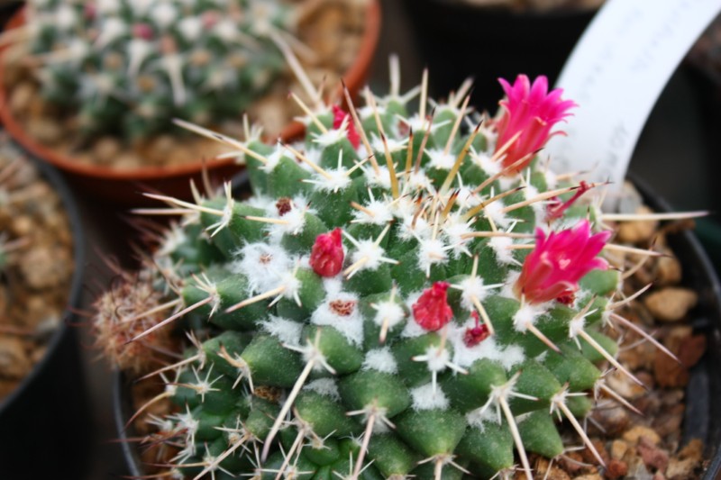 Mammillaria priessnitzii ROG 109