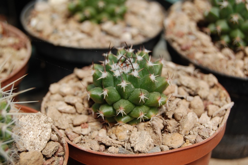 Mammillaria priessnitzii ROG 251