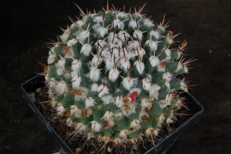 Mammillaria priessnitzii Z 97