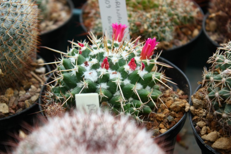 Mammillaria priessnitzii ROG 109