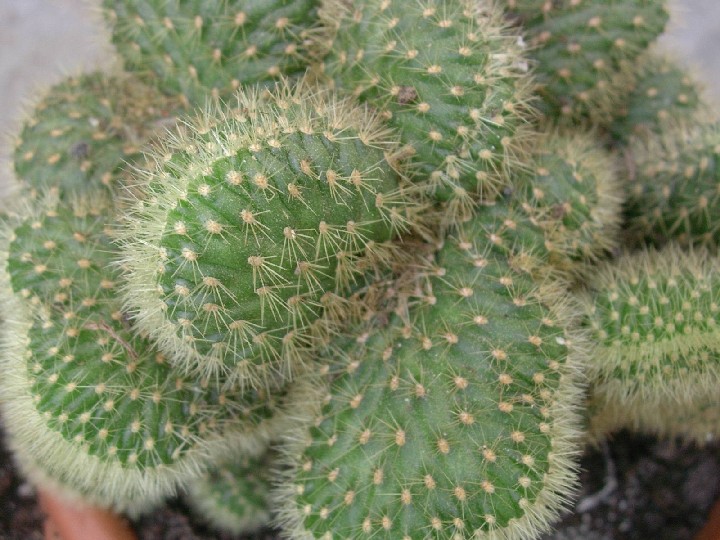 hildewintera aureispina v. crestata 