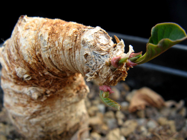 Euphorbia primulifolia 