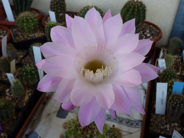 echinopsis cv. princess anne