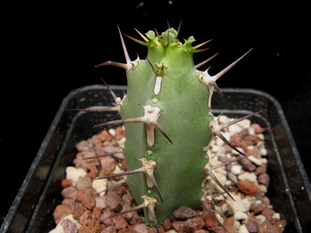 Euphorbia proballyana 