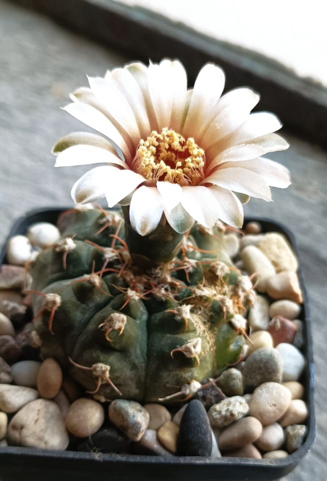 Gymnocalycium prochazkianum 
