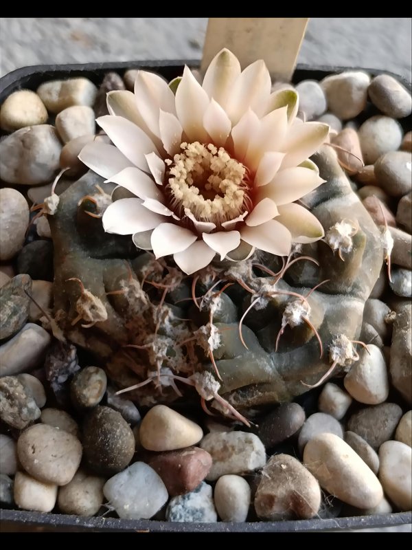 Gymnocalycium prochazkianum 