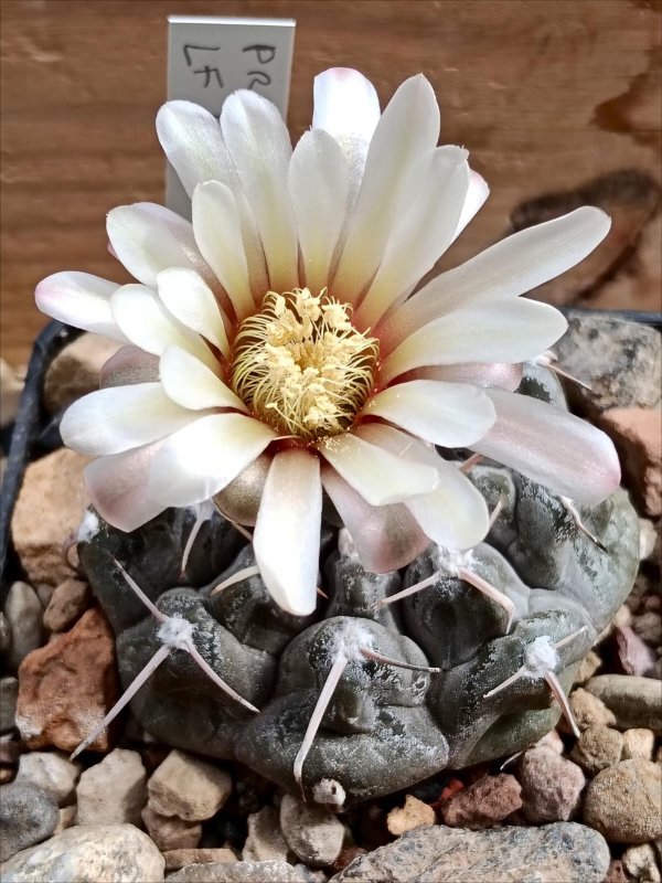 Gymnocalycium prochazkianum lf 81