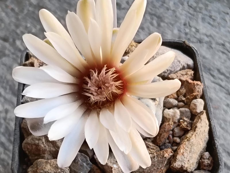Gymnocalycium prochazkianum sto1581