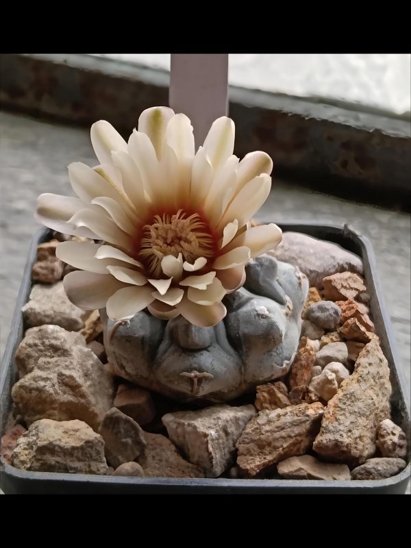 Gymnocalycium prochazkianum sto1581