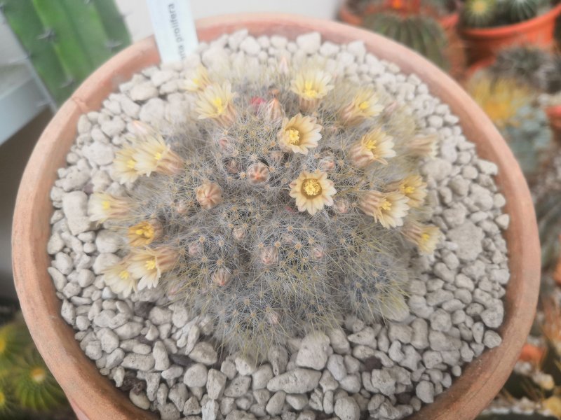 Mammillaria prolifera 