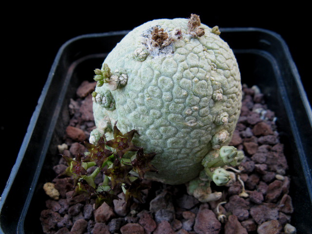 Pseudolithos migiurtinus 