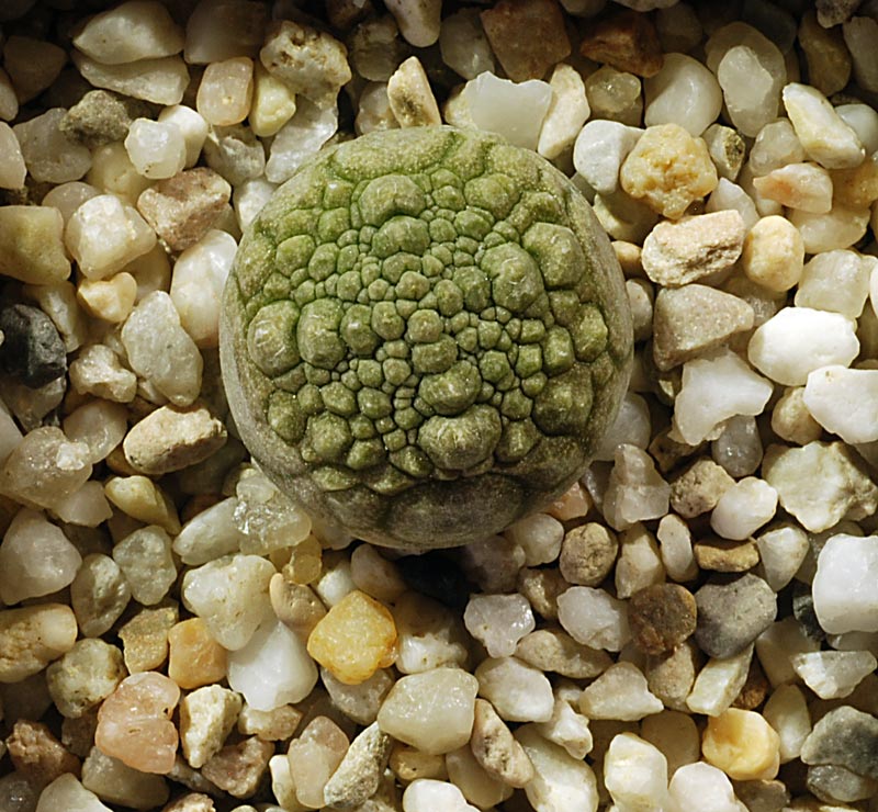 Pseudolithos migiurtinus 
