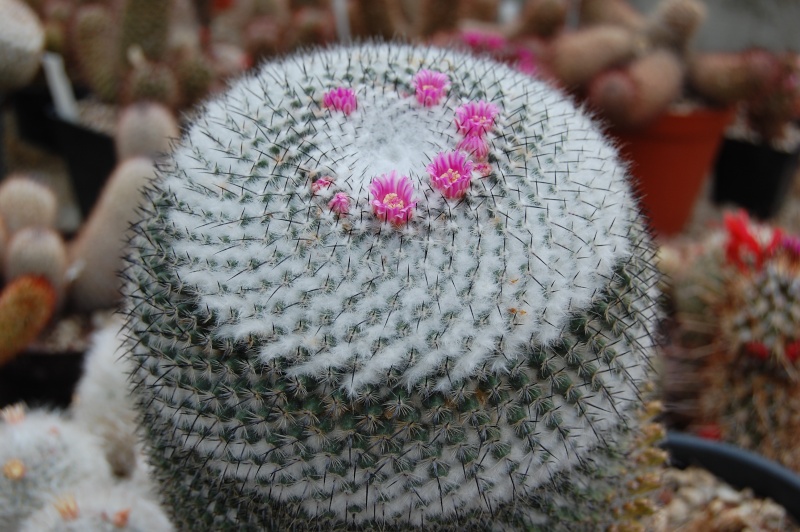 Mammillaria pseudoperbella 